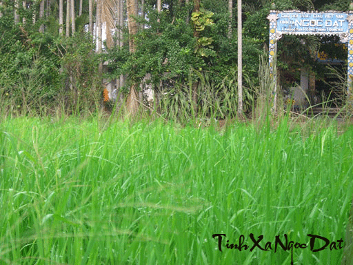 Tịnh X Ngọc Đạt